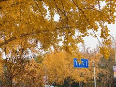 -三里屯东五街银杏大道