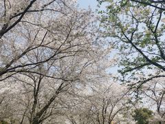 -苏州上方山国家森林公园