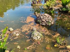 -深圳仙湖植物园