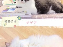 -猫音日语留学培训