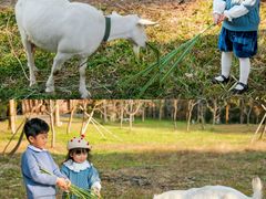 -田野绿世界