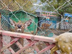 -萌宠亲子动物乐园(槐房万达店)