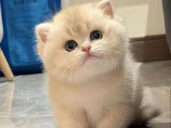 -猫十亿·布偶金渐层·曼基康矮脚猫舍(青年路店)