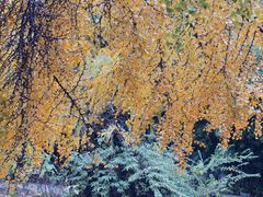 -四川大学(华西校区)