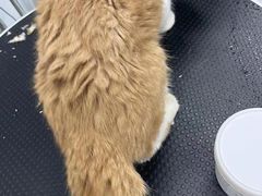 -欧奕国际动物医院