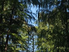 -上海共青森林公园