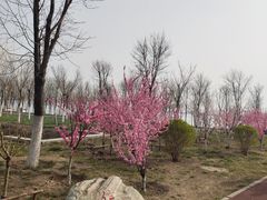 -天津东丽湖风景区
