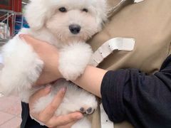 -米苏动物医院·犬猫专科·骨科外科内窥镜