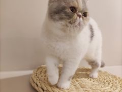 -More Fun猫咖 二十只万元加菲主题