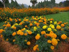 -中国香山·寿香谷