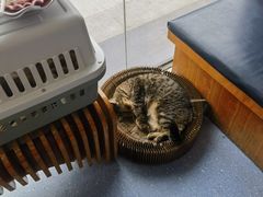 -伟伟宠物医院·瑞派猫友好医院·猫科(光谷店)