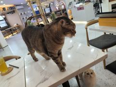 -喵园·猫主题咖啡厅·撸猫·猫咖(国贸店)