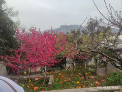-桃源山庄·水蜜桃采摘·柴火鸡·烧烤团建(龙泉山店)