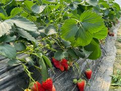 -小鱼草莓采摘园农家乐·小鱼餐厅