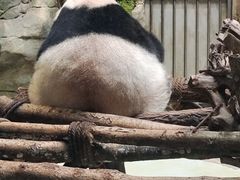 -成都动物园