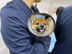 -喜多萌中农锦绣动物医院24H·猫科·牙科MRI·CT