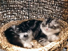 -飞行喵MR PILOT|猫舍·猫咖(静安大融城店)