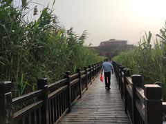 -芒洲湿地公园