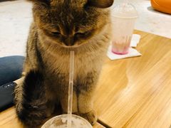 -飞行喵MR PILOT|猫舍·猫咖(静安大融城店)