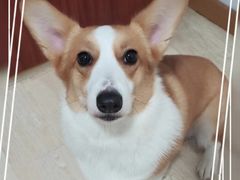 -多乐狗狗宠物训练工作室