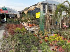 -龙大花卉苗木市场