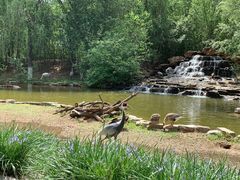 -北京野生动物园