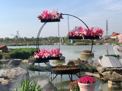 -荷兰花海