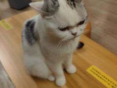 -柴迷FANS CLUB·柴犬狗咖·猫咖