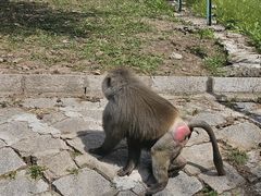 -哈尔滨北方森林动物园