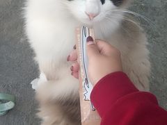 -喵屿·大理花园猫咖