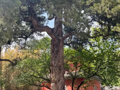 -大觉寺-停车场