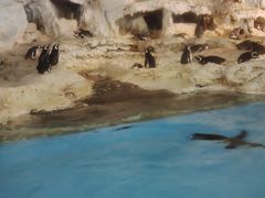 -帝企鹅自助餐厅•儿童岛•真企鹅(长隆企鹅酒店)