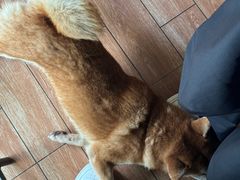 -柴犬高等学院·狗咖·柴犬售卖·宠物训练