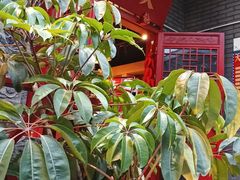 -大龙燚火锅(春熙店)