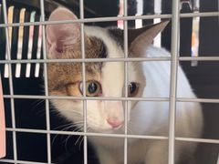 -乐琪宠物医院·犬猫专科·骨外科·急重症