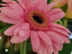 -花鸟鱼虫鲜花绿植市场(玉泉路店)