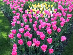 -库肯霍夫公园