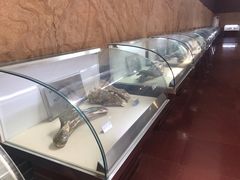 -诸城市恐龙博物馆