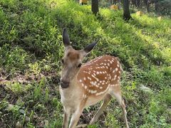 -大连森林动物园