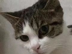 -宠爱国际动物医院· 猫科· 外科·中兽医(长白店)