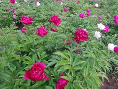 -长春公园(普阳街道)