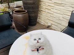 -欣宠猫屋·矮脚拿破仑·蓝金金渐层