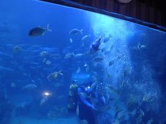-左海海底世界