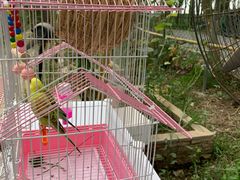 -马陆小张葡萄园农家乐