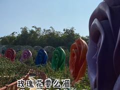 -百万葵园