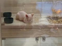-飞行喵MR PILOT|猫舍·猫咖(静安大融城店)