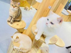 -Heymao猫咖.咖啡厅(东门店)