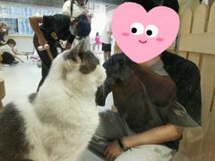 -Heymao猫咖.咖啡厅(东门店)