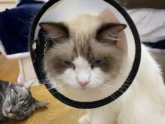 -李小姐の猫咖啡馆(五角场店)