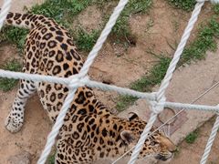 -西霞口神雕山野生动物世界
